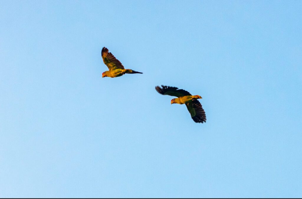 Imagem de dois papagaios-de-cara-roxa voando no céu azul.