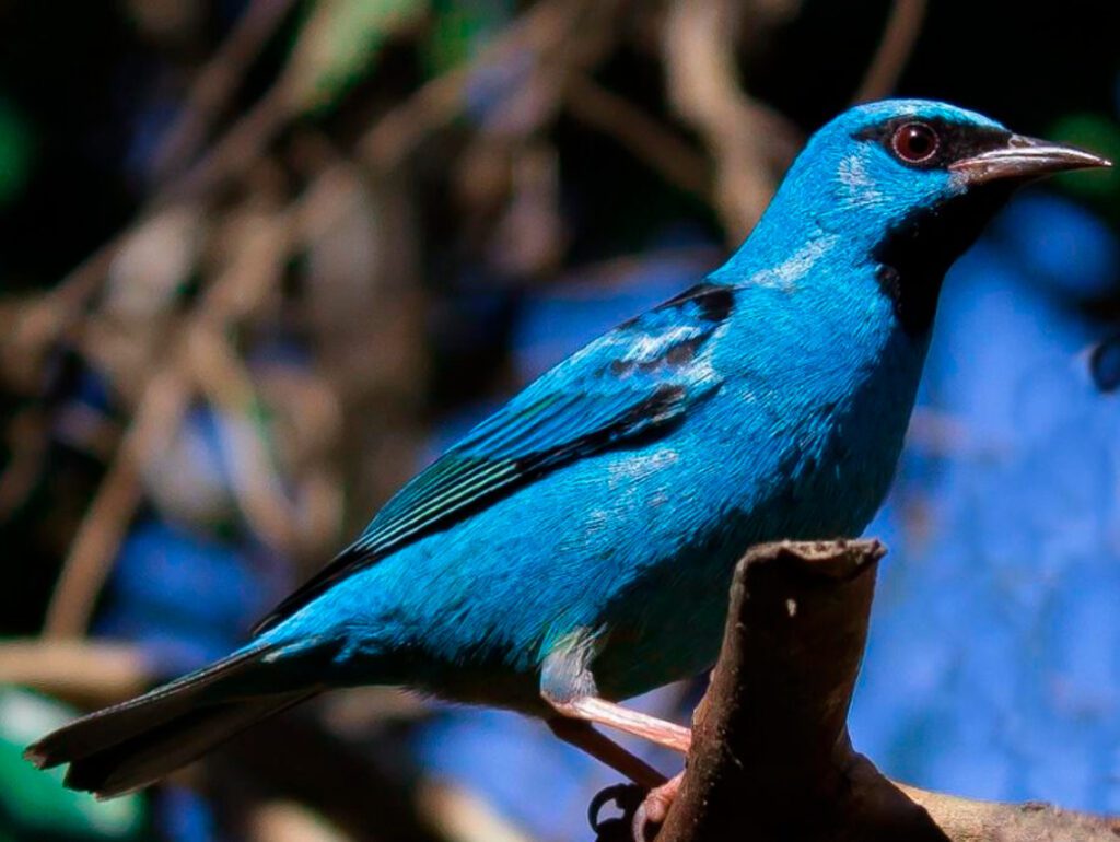 Imagem da ave saí azul, que é azul e preta.