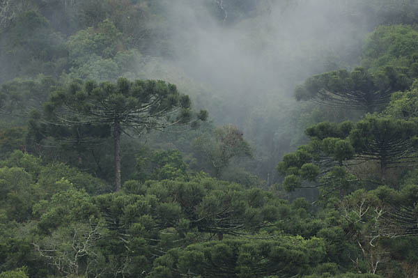Imagem aérea de araucárias.