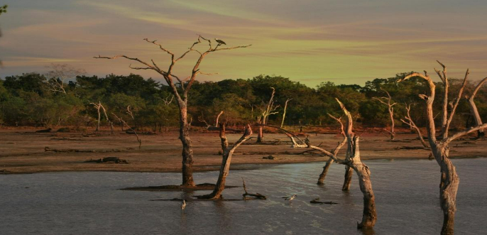 Imagem de árvores sem folhas e área desmatada.