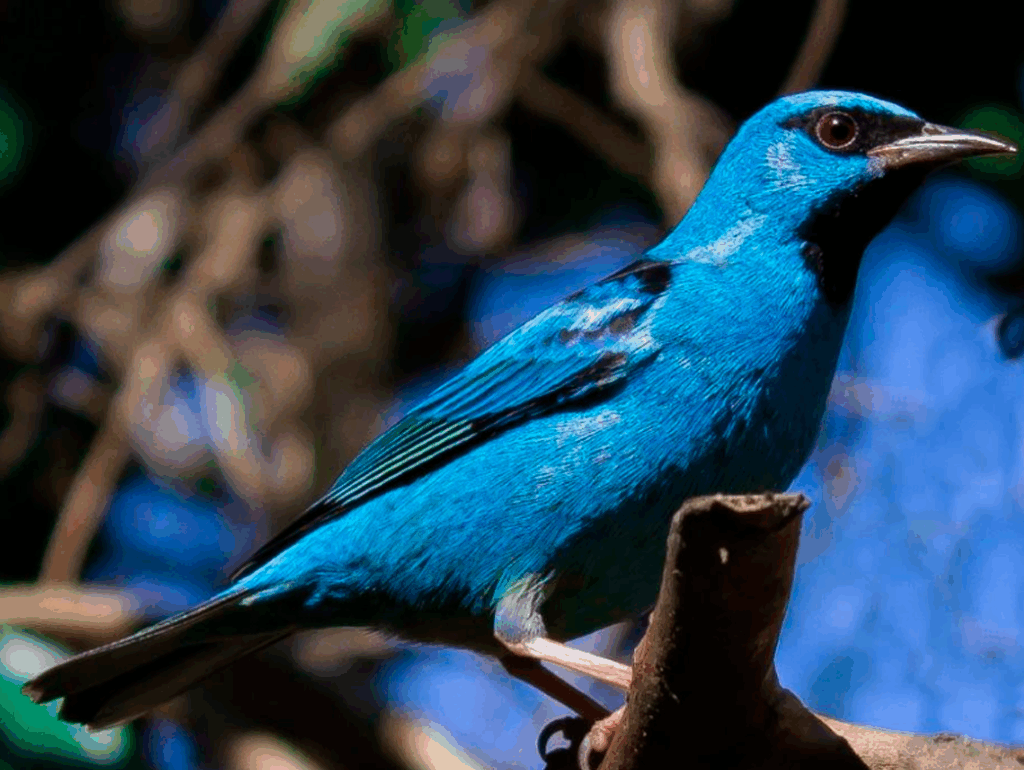 Imagem de um pássaro azul chamado Saí azul