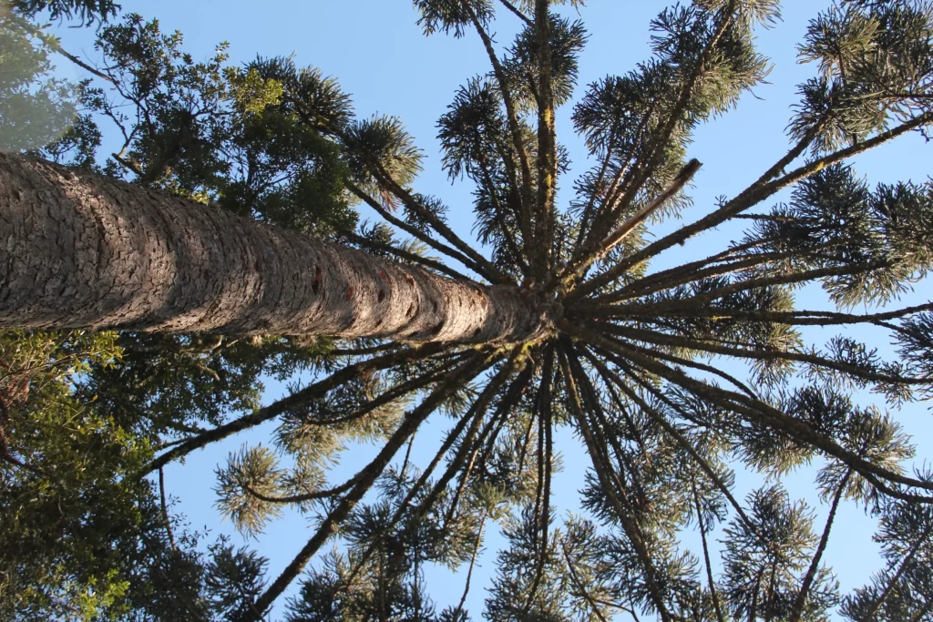 Imagem horizontal de uma árvore araucária, com enquadramento de baixo para cima. Céu está ao fundo.